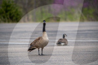 Wildlife At The Fernald Nature Preserve