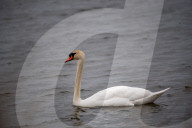Wildlife At The Fernald Nature Preserve