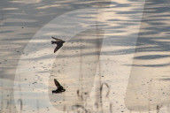 Wildlife At The Fernald Nature Preserve