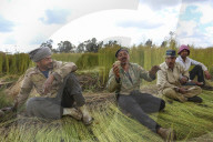 Flax Harvest In Egypt