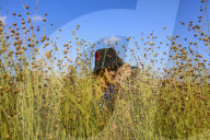 Flax Harvest In Egypt