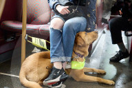 Emma hat 'nen Blindenhund: Emma Norman aus Biggleswade hat die ZSD Augenerkrankung und ist auf ihren Assistenzhund Archie angewiesen