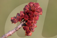 Trees Begin Budding During The Spring Season In Toronto, Canada