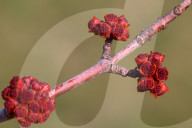 Trees Begin Budding During The Spring Season In Toronto, Canada
