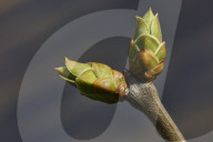 Trees Begin Budding During The Spring Season In Toronto, Canada
