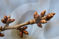 Trees Begin Budding During The Spring Season In Toronto, Canada