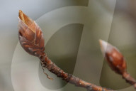 Trees Begin Budding During The Spring Season In Toronto, Canada