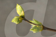 Trees Begin Budding During The Spring Season In Toronto, Canada