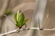 Trees Begin Budding During The Spring Season In Toronto, Canada