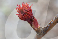 Trees Begin Budding During The Spring Season In Toronto, Canada