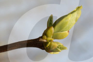 Trees Begin Budding During The Spring Season In Toronto, Canada