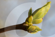 Trees Begin Budding During The Spring Season In Toronto, Canada