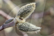 Trees Begin Budding During The Spring Season In Toronto, Canada