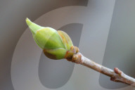 Trees Begin Budding During The Spring Season In Toronto, Canada