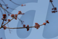 Trees Begin Budding During The Spring Season In Toronto, Canada