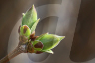 Trees Begin Budding During The Spring Season In Toronto, Canada