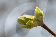 Trees Begin Budding During The Spring Season In Toronto, Canada