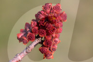 Trees Begin Budding During The Spring Season In Toronto, Canada
