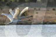 Mute Swans In Flight At The Fernald Nature Preserve
