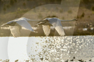 Mute Swans In Flight At The Fernald Nature Preserve