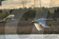 Mute Swans In Flight At The Fernald Nature Preserve
