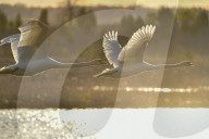 Mute Swans In Flight At The Fernald Nature Preserve