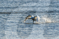 Mute Swans In Flight At The Fernald Nature Preserve
