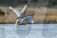 Mute Swans In Flight At The Fernald Nature Preserve