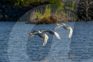 Mute Swans In Flight At The Fernald Nature Preserve