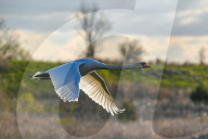 Mute Swans In Flight At The Fernald Nature Preserve