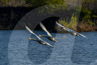 Mute Swans In Flight At The Fernald Nature Preserve