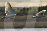 Mute Swans In Flight At The Fernald Nature Preserve