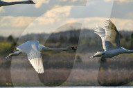 Mute Swans In Flight At The Fernald Nature Preserve