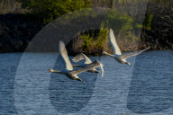 Mute Swans In Flight At The Fernald Nature Preserve