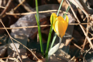 Crocus Flowers Begin To Bloom During The Spring Season In Toronto, Canada