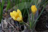 Crocus Flowers Begin To Bloom During The Spring Season In Toronto, Canada