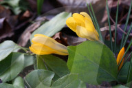 Crocus Flowers Begin To Bloom During The Spring Season In Toronto, Canada