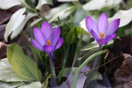 Crocus Flowers Begin To Bloom During The Spring Season In Toronto, Canada