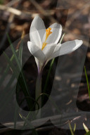 Crocus Flowers Begin To Bloom During The Spring Season In Toronto, Canada