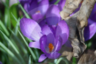 Crocus Flowers Begin To Bloom During The Spring Season In Toronto, Canada