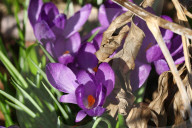 Crocus Flowers Begin To Bloom During The Spring Season In Toronto, Canada