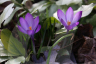 Crocus Flowers Begin To Bloom During The Spring Season In Toronto, Canada