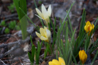 Crocus Flowers Begin To Bloom During The Spring Season In Toronto, Canada