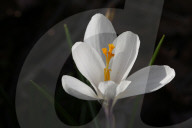 Crocus Flowers Begin To Bloom During The Spring Season In Toronto, Canada