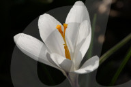 Crocus Flowers Begin To Bloom During The Spring Season In Toronto, Canada
