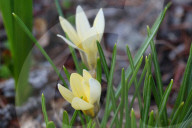 Crocus Flowers Begin To Bloom During The Spring Season In Toronto, Canada
