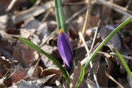Crocus Flowers Begin To Bloom During The Spring Season In Toronto, Canada