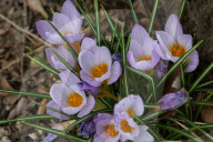 Crocus Flowers Begin To Bloom During The Spring Season In Toronto, Canada