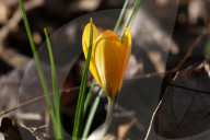 Crocus Flowers Begin To Bloom During The Spring Season In Toronto, Canada