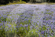 Fields Of Sky Lupine (lupinus Nanus) Bloom On The California State University – Monterey Bay Campus In Seaside, Calif., On Sunday, April 13, 2025.